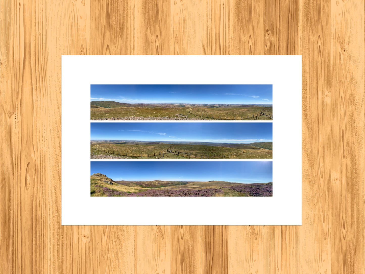 The Cheviots Purple Heather - Scenic Panoramic Photography - A3 Print