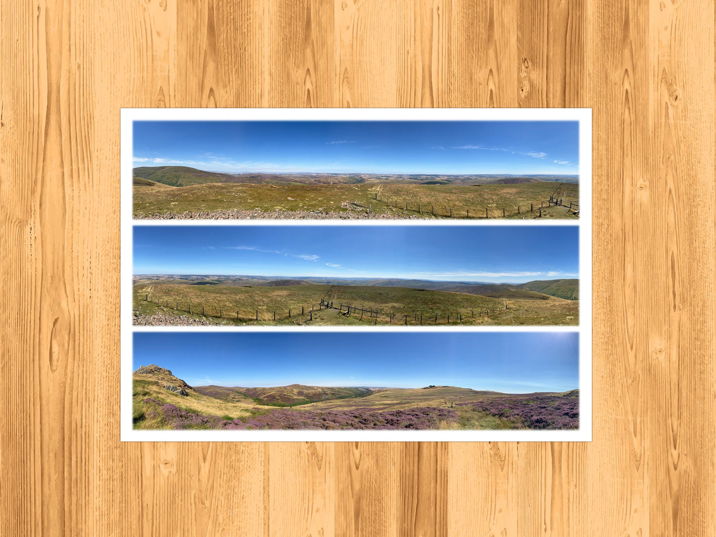 The Cheviots Purple Heather - Scenic Panoramic Photography - A3 Print