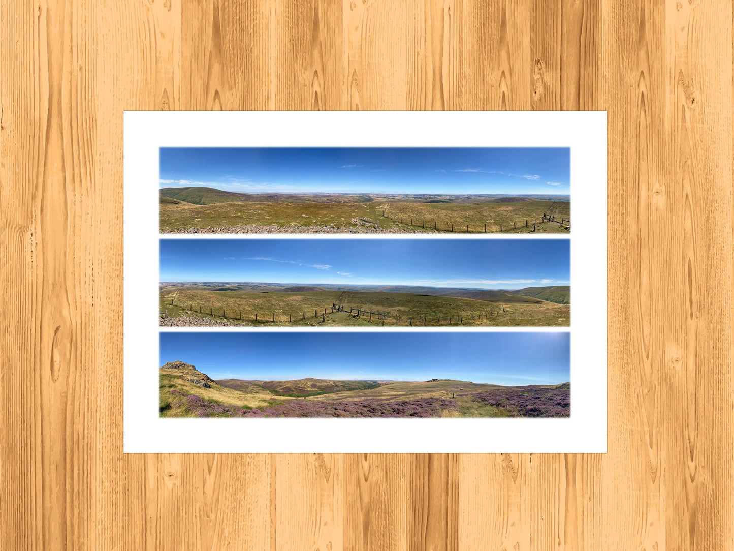 The Cheviots Purple Heather - Scenic Panoramic Photography - A3 Print